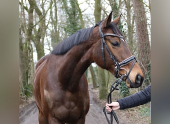 Cheval de sport irlandais, Hongre, 7 Ans, 165 cm, Bai brun