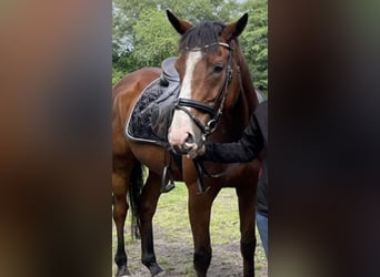 Cheval de sport irlandais Croisé, Hongre, 7 Ans, 165 cm, Bai brun