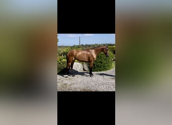 Cheval de sport irlandais, Hongre, 7 Ans, 166 cm, Bai cerise