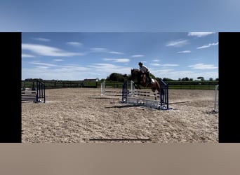 Cheval de sport irlandais, Hongre, 7 Ans, 166 cm, Bai cerise