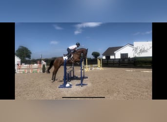 Cheval de sport irlandais, Hongre, 7 Ans, 166 cm, Bai cerise