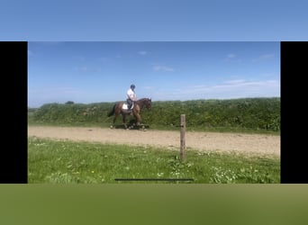 Cheval de sport irlandais, Hongre, 7 Ans, 166 cm, Bai cerise