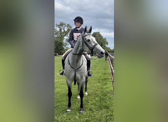 Cheval de sport irlandais, Hongre, 7 Ans, 166 cm, Gris pommelé