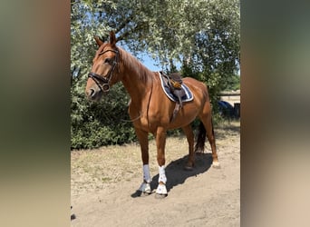 Cheval de sport irlandais, Hongre, 7 Ans, 168 cm, Alezan