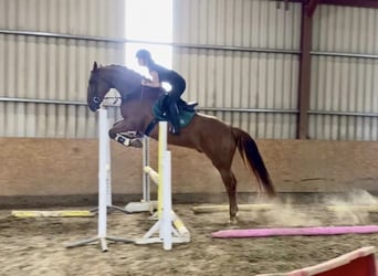 Cheval de sport irlandais, Hongre, 7 Ans, 168 cm, Alezan