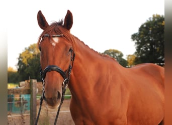 Cheval de sport irlandais Croisé, Hongre, 7 Ans, 168 cm, Alezan