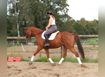Cheval de sport irlandais Croisé, Hongre, 7 Ans, 168 cm, Alezan