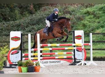 Cheval de sport irlandais, Hongre, 7 Ans, 168 cm, Bai cerise