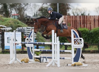 Cheval de sport irlandais, Hongre, 7 Ans, 168 cm, Bai cerise