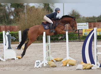 Cheval de sport irlandais, Hongre, 7 Ans, 168 cm, Bai cerise