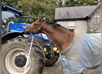 Cheval de sport irlandais, Hongre, 7 Ans, 168 cm, Bai cerise