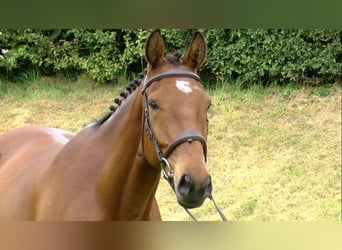 Cheval de sport irlandais, Hongre, 7 Ans, 168 cm, Bai cerise