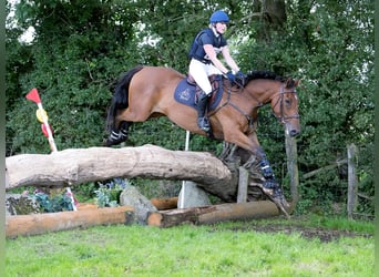 Cheval de sport irlandais, Hongre, 7 Ans, 168 cm, Bai cerise