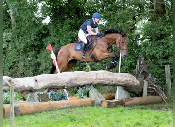 Cheval de sport irlandais, Hongre, 7 Ans, 168 cm, Bai cerise