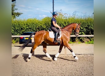 Cheval de sport irlandais, Hongre, 7 Ans, 168 cm, Bai cerise