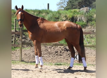 Cheval de sport irlandais Croisé, Hongre, 7 Ans, 169 cm, Alezan