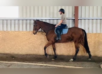 Cheval de sport irlandais, Hongre, 7 Ans, 173 cm, Bai