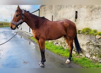 Cheval de sport irlandais, Hongre, 7 Ans, 173 cm, Bai