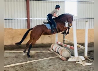 Cheval de sport irlandais, Hongre, 7 Ans, 173 cm, Bai