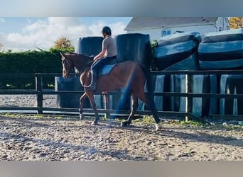 Cheval de sport irlandais, Hongre, 7 Ans, 173 cm, Bai