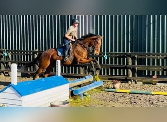 Cheval de sport irlandais, Hongre, 7 Ans, 173 cm, Bai