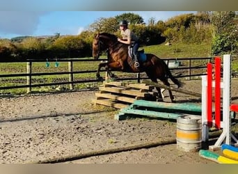 Cheval de sport irlandais, Hongre, 7 Ans, 173 cm, Bai