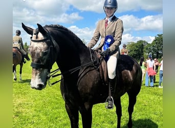 Cheval de sport irlandais, Hongre, 7 Ans, 173 cm, Gris