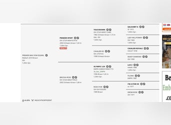 Cheval de sport irlandais, Hongre, 7 Ans, 177 cm, Bai