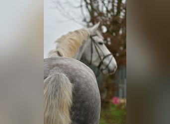 Cheval de sport irlandais, Hongre, 7 Ans, 177 cm, Gris pommelé