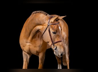 Cheval de sport irlandais, Hongre, 7 Ans, Alezan brûlé