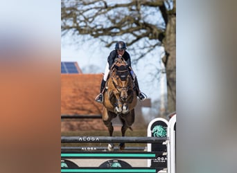 Cheval de sport irlandais, Hongre, 7 Ans, Alezan brûlé