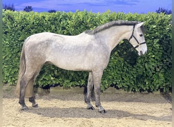 Cheval de sport irlandais, Hongre, 8 Ans, 146 cm