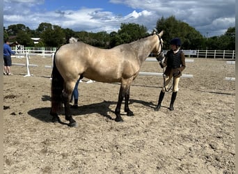 Cheval de sport irlandais, Hongre, 8 Ans, 148 cm