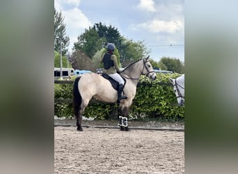 Cheval de sport irlandais, Hongre, 8 Ans, 148 cm