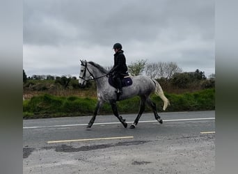 Cheval de sport irlandais, Hongre, 8 Ans, 158 cm, Gris