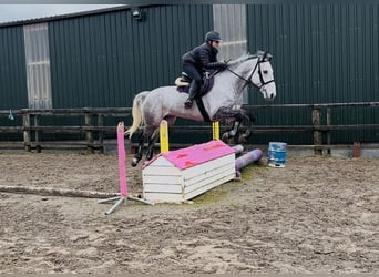 Cheval de sport irlandais, Hongre, 8 Ans, 158 cm, Gris
