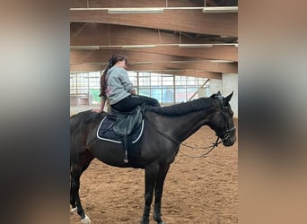 Cheval de sport irlandais, Hongre, 8 Ans, 165 cm, Bai brun