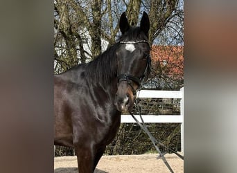 Cheval de sport irlandais, Hongre, 8 Ans, 165 cm, Bai brun