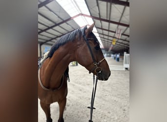 Cheval de sport irlandais, Hongre, 8 Ans, 168 cm, Bai