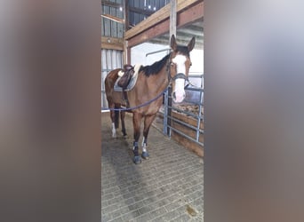 Cheval de sport irlandais, Hongre, 8 Ans, 168 cm, Bai clair