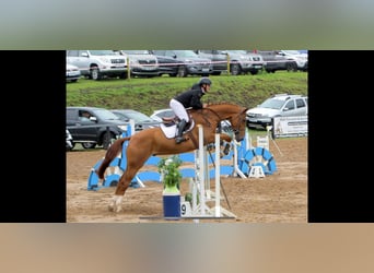 Cheval de sport irlandais, Hongre, 8 Ans, 170 cm, Alezan brûlé