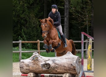 Cheval de sport irlandais, Hongre, 8 Ans, 170 cm, Alezan