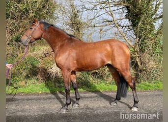 Cheval de sport irlandais, Hongre, 8 Ans, 170 cm, Bai cerise