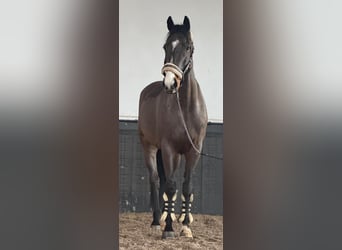 Cheval de sport irlandais, Hongre, 8 Ans, 170 cm, Bai