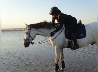 Cheval de sport irlandais, Hongre, 8 Ans, 170 cm, Gris pommelé