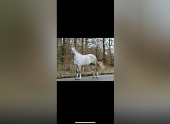 Cheval de sport irlandais, Hongre, 8 Ans, 171 cm, Gris