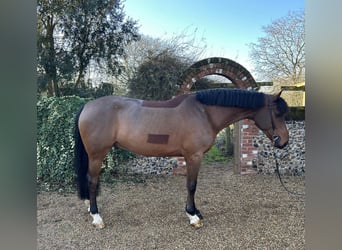 Cheval de sport irlandais, Hongre, 8 Ans, 173 cm, Bai cerise