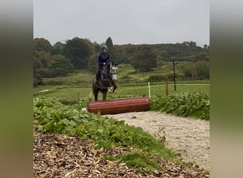 Cheval de sport irlandais, Hongre, 8 Ans, 173 cm, Gris