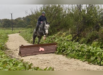 Cheval de sport irlandais, Hongre, 8 Ans, 173 cm, Gris