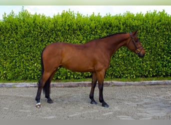 Cheval de sport irlandais, Hongre, 8 Ans, Bai